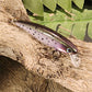 Small JerkBait Rainbow & Infamous  Brown Trout)